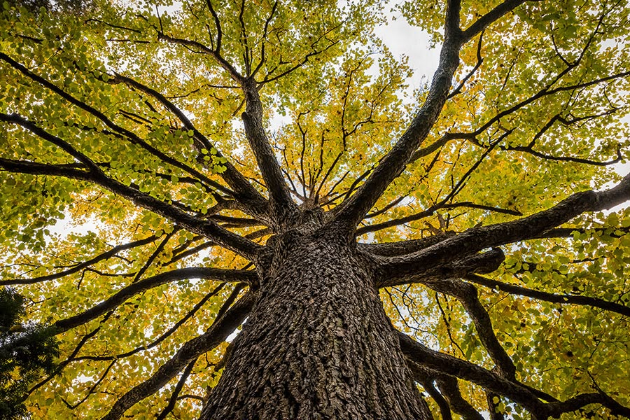 Looking up a mature tree trunk into its golden-green leafy canopy