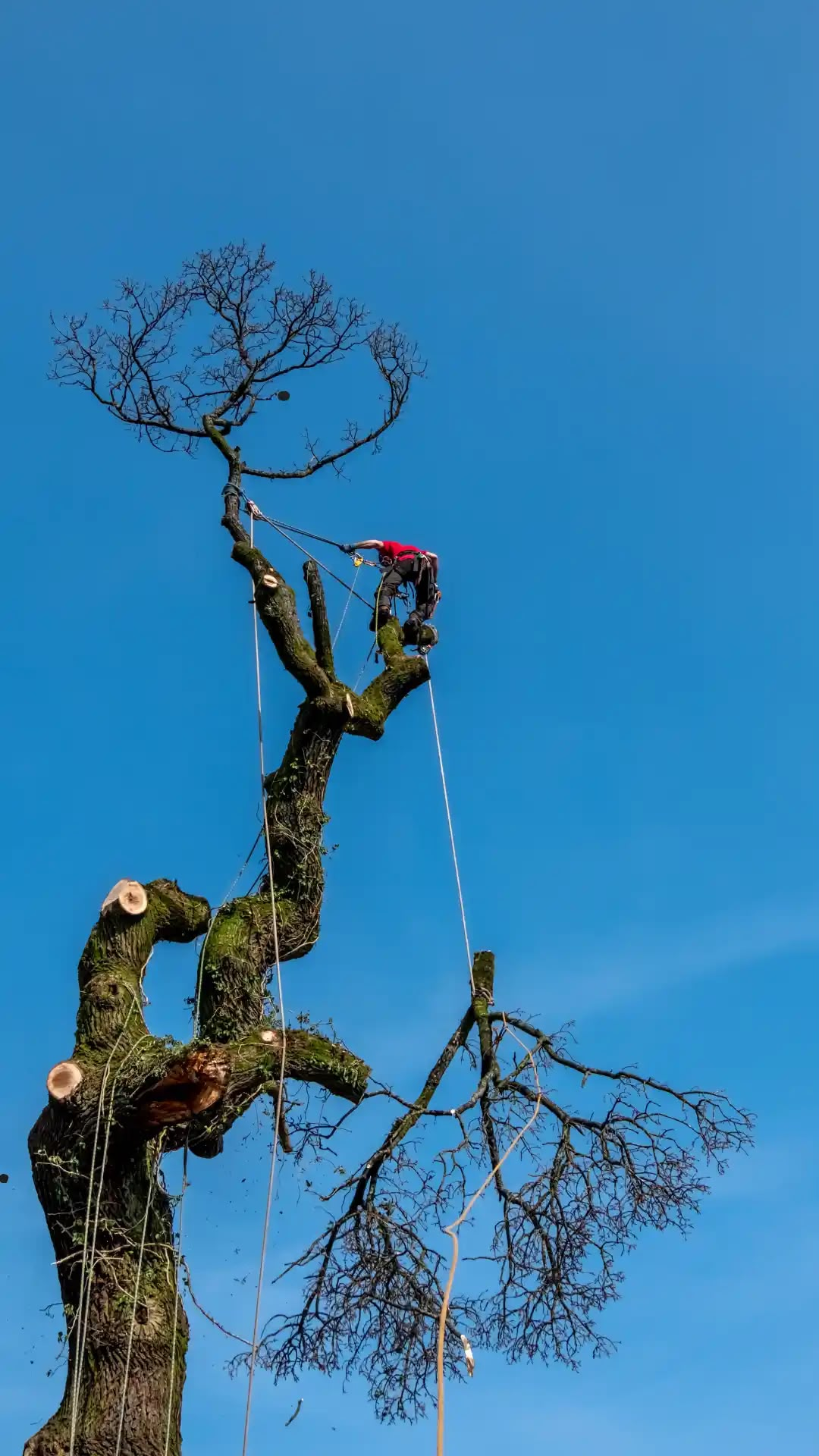 Tree surgeon with ropes dismantling the top of a tall tree against a blue sky